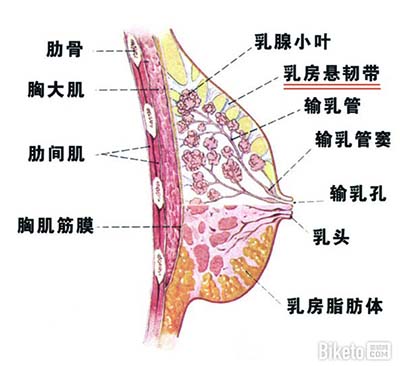 胸腺 解剖图图片